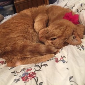 Meet your Posher, Michele